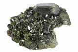 Lustrous Epidote Crystals on Actinolite - Pakistan #213453-1